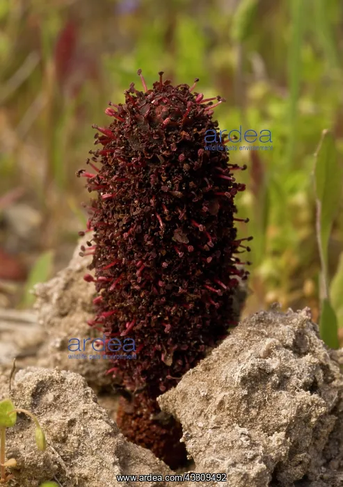  : 80179124 Maltese Fungus  /  Desert Thumb - parasitic