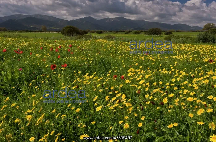: 80179125 Cornfield - with flowering weeds (mainly : 80179125 Cornfield - with flowering weeds (mainly