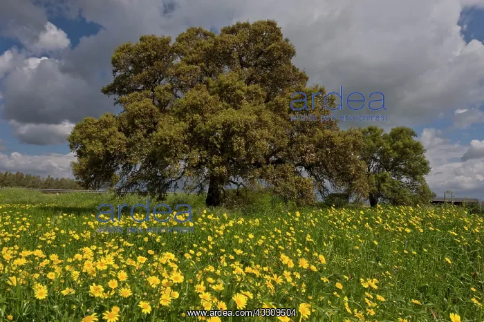 : 80179126 Holm Oak - in field of Corn Marigolds Sardinia : 80179126 Holm Oak - in field of Corn Marigolds Sardinia