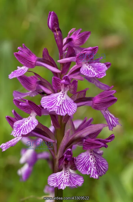 : 80179130 Pink Butterfly Orchid - in flower Sardinia : 80179130 Pink Butterfly Orchid - in flower Sardinia
