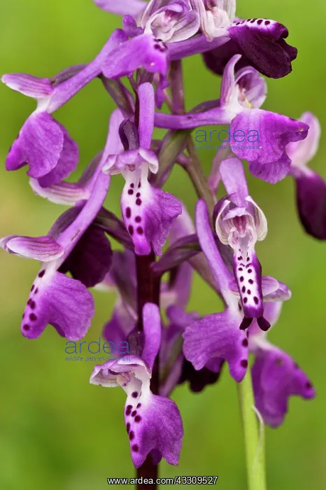: 80179131 Long-spurred Orchid Sardinia, Italy Anacamptis : 80179131 Long-spurred Orchid Sardinia, Italy Anacamptis