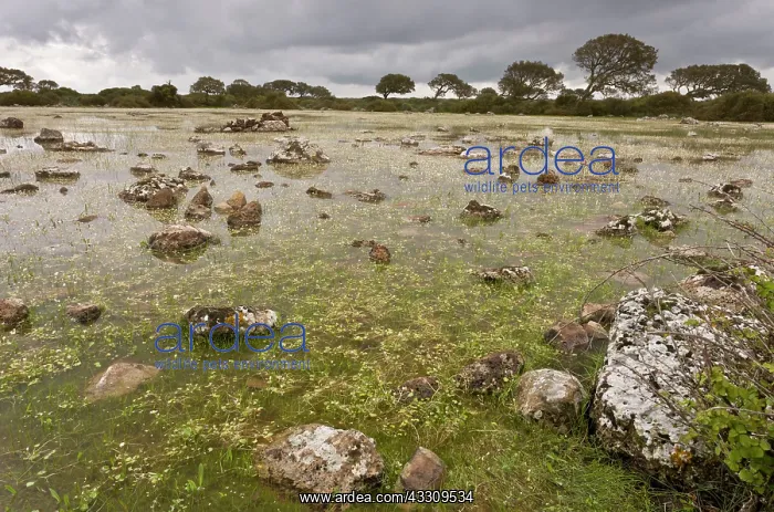 : 80179132 Lake - shallow natural lake / pauli with : 80179132 Lake - shallow natural lake / pauli with