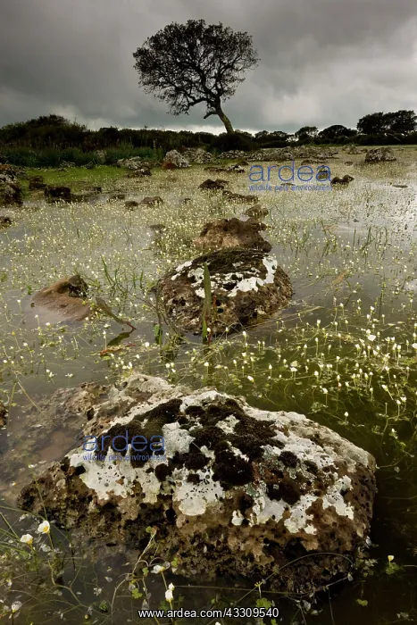 : 80179133 Lake - shallow natural lake / pauli with : 80179133 Lake - shallow natural lake / pauli with