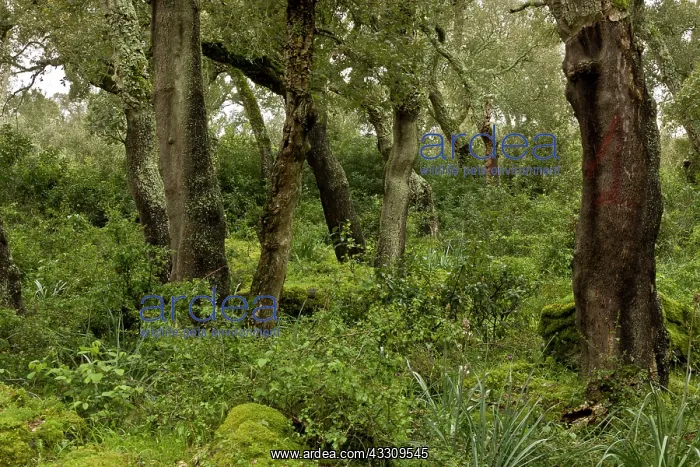 : 80179134 Managed Cork Oak Forest - on the basalt : 80179134 Managed Cork Oak Forest - on the basalt