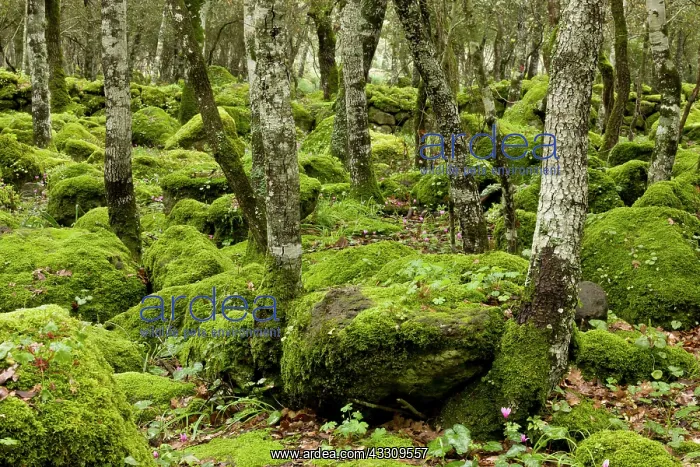 : 80179136 Woodland - rocky open mossy woodland with : 80179136 Woodland - rocky open mossy woodland with