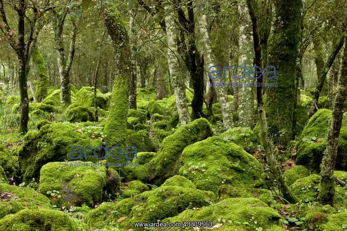: 80179137 Woodland - rocky open mossy woodland with : 80179137 Woodland - rocky open mossy woodland with