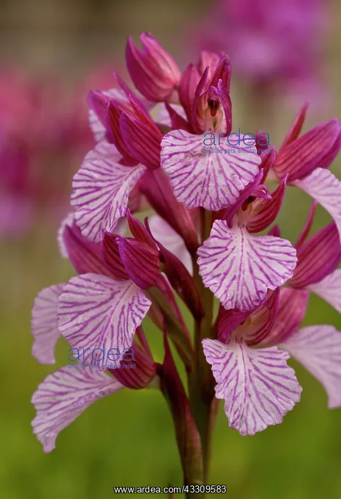 : 80179139 Pink Butterfly Orchid - in flower Sardinia : 80179139 Pink Butterfly Orchid - in flower Sardinia