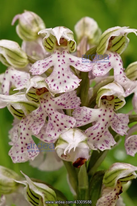 : 80179140 Milky Orchid - in flower Gennargentu Mountains : 80179140 Milky Orchid - in flower Gennargentu Mountains