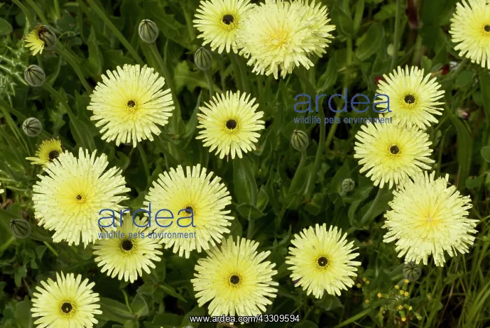 : 80179141 Yellow Daisy - in flower Sardinia, Italy : 80179141 Yellow Daisy - in flower Sardinia, Italy