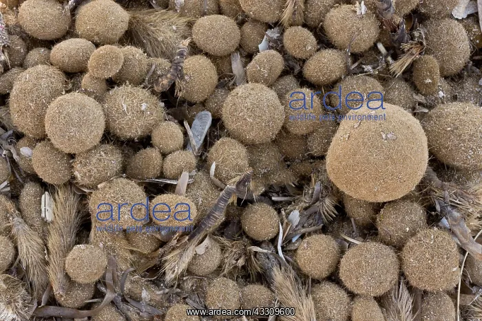 : 80179142 Fibrous Rhizomes (egagropili) - of Neptune : 80179142 Fibrous Rhizomes (egagropili) - of Neptune
