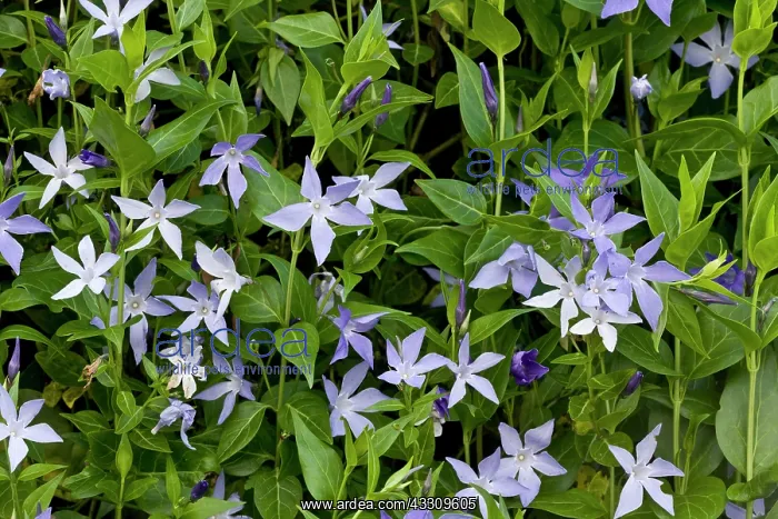: 80179143 Sardinian Periwinkle Sardinia, Italy Vinca : 80179143 Sardinian Periwinkle Sardinia, Italy Vinca