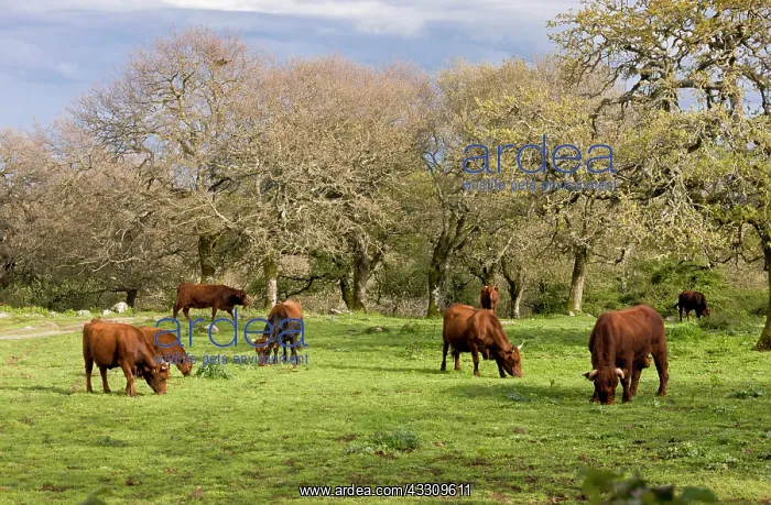 : 80179144 Sardo-Modica / Red Ox / Blue Rosso breed : 80179144 Sardo-Modica / Red Ox / Blue Rosso breed