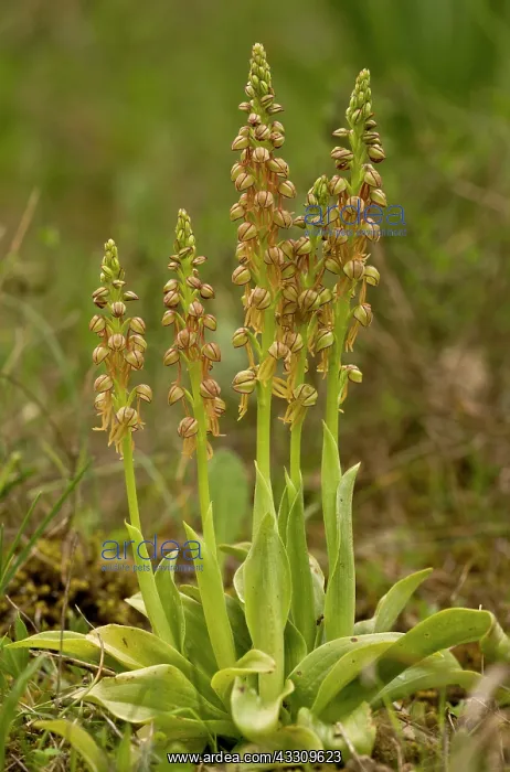 : 80179146 Man Orchids - in flower UK Orchis anthropophora : 80179146 Man Orchids - in flower UK Orchis anthropophora