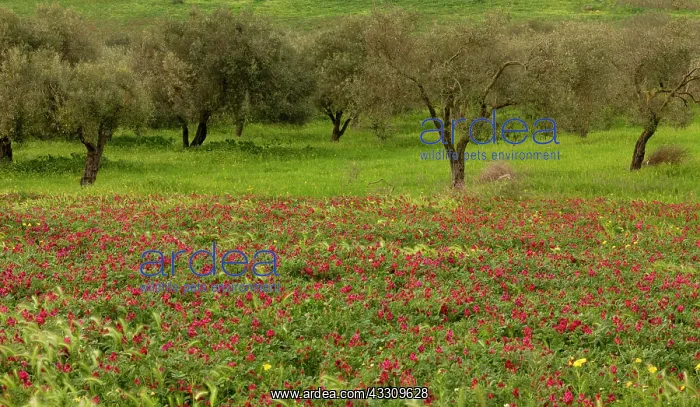: 80179147 Italian Sainfoin / French Honeysuckle - : 80179147 Italian Sainfoin / French Honeysuckle -