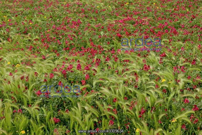  : 80179148 Italian Sainfoin  /  French Honeysuckle -