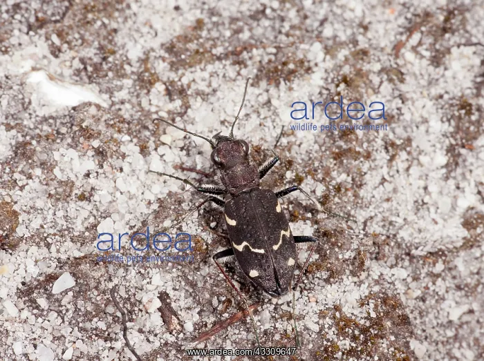 : 80179150 Heath Tiger Beetle - on sandy heathland : 80179150 Heath Tiger Beetle - on sandy heathland