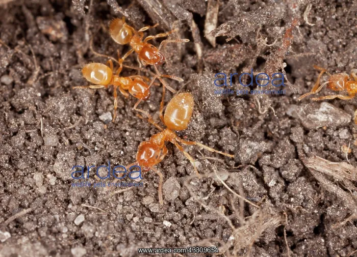 : 80179151 Yellow Meadow-ant / Yellow Meadow Ant - : 80179151 Yellow Meadow-ant / Yellow Meadow Ant -