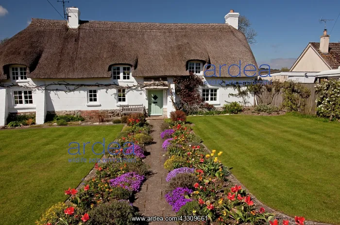: 80179152 Cottage Garden - with flowery borders : 80179152 Cottage Garden - with flowery borders