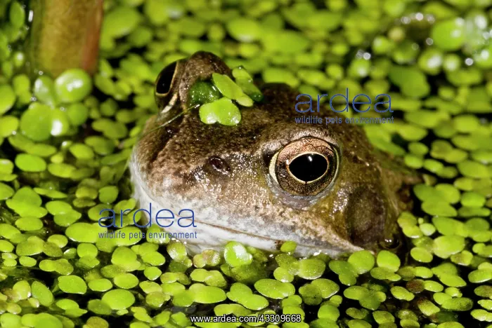 : 80179153 Common Frog - in garden pond surrounded : 80179153 Common Frog - in garden pond surrounded