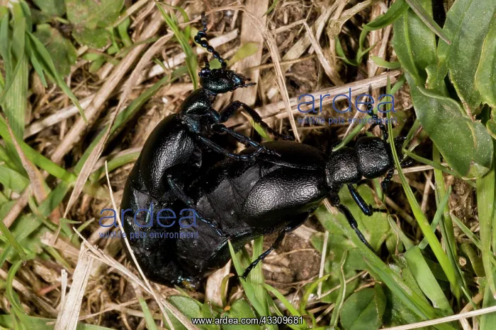 : 80179155 Oil Beetles - mating in spring on chalk : 80179155 Oil Beetles - mating in spring on chalk