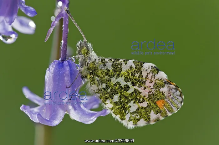 : 80179158 Orange-tip Butterfly - male on Garden Bluebell : 80179158 Orange-tip Butterfly - male on Garden Bluebell