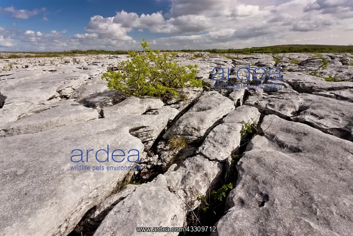 : 80179160 Stunted Ash - growing in Limestone pavement : 80179160 Stunted Ash - growing in Limestone pavement