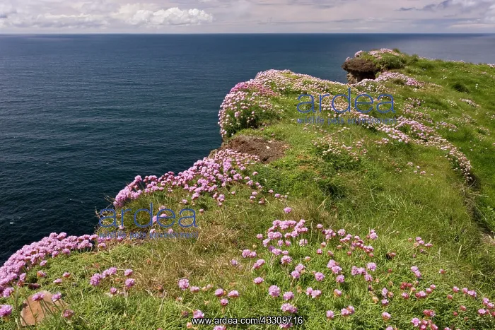 : 80179161 Cliff-top Thrift - on the Cliffs of Moher : 80179161 Cliff-top Thrift - on the Cliffs of Moher