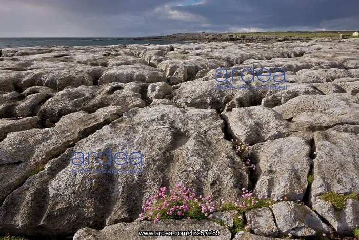  : 80179165 Thrift - on coastal limestone pavement