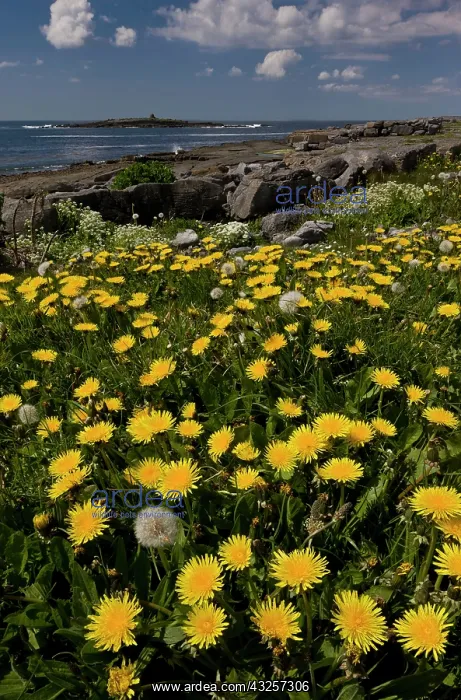 : 80179167 Dandelions - growing on the coast Doolin : 80179167 Dandelions - growing on the coast Doolin
