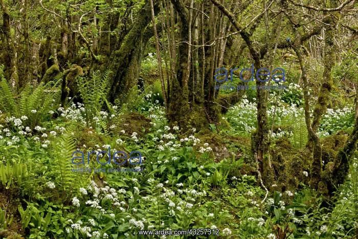 : 80179168 Spring Flowers - and ferns in ancient Hazel : 80179168 Spring Flowers - and ferns in ancient Hazel