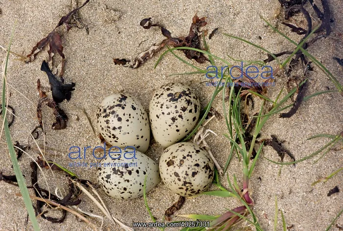 : 80179171 Ringed Plover - nest and eggs on estuary : 80179171 Ringed Plover - nest and eggs on estuary