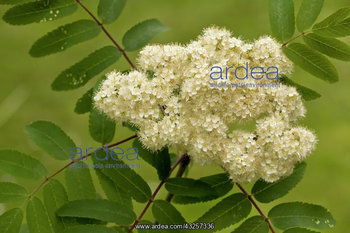 : 80179172 Rowan / Mountain Ash - in flower Dorset : 80179172 Rowan / Mountain Ash - in flower Dorset
