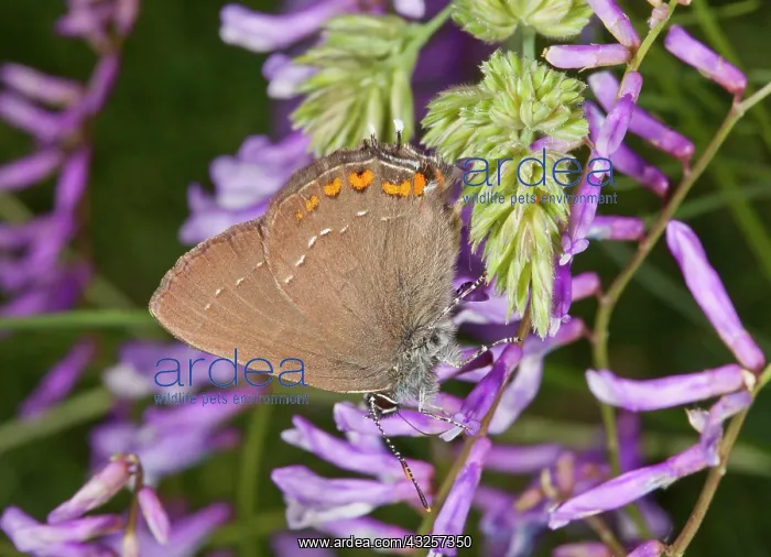 : 80179174 Ilex Hairstreak - feeding on Vetch Bulgaria : 80179174 Ilex Hairstreak - feeding on Vetch Bulgaria