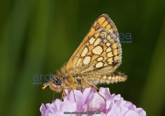: 80179175 Chequered Skipper male feeding on Thrift : 80179175 Chequered Skipper male feeding on Thrift