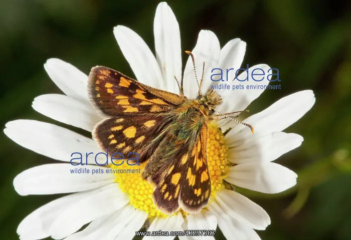 : 80179176 Chequered Skipper - male feeding on Ox-eye : 80179176 Chequered Skipper - male feeding on Ox-eye