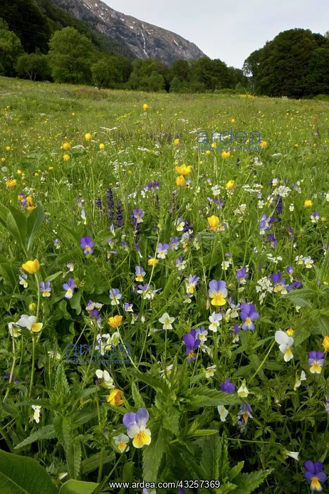 : 80179177 Flowery Meadow - with wild Pansies, Buttercups : 80179177 Flowery Meadow - with wild Pansies, Buttercups