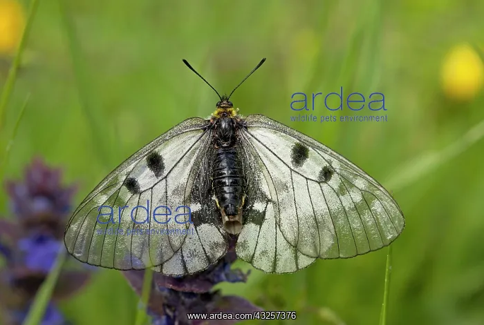 : 80179178 Clouded Apollo Butterfly - on bugle Bulgaria : 80179178 Clouded Apollo Butterfly - on bugle Bulgaria
