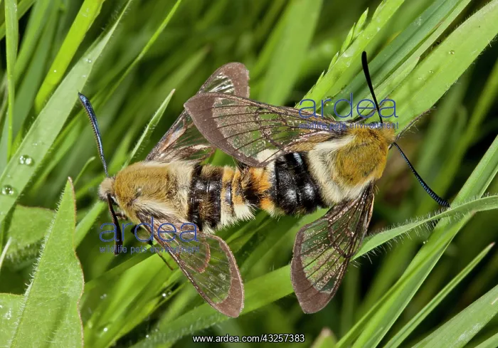 : 80179179 Narrow-bordered Bee Hawkmoth mating pair : 80179179 Narrow-bordered Bee Hawkmoth mating pair