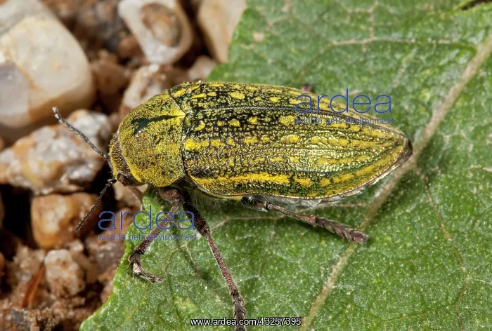  : 80179181 Jewel Beetle /  Buprestid Bulgaria Julodis