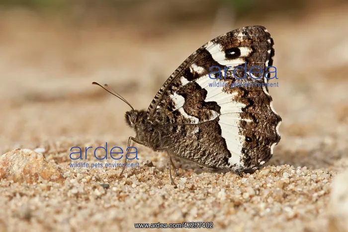 : 80179182 Great Banded Grayling - perched on sand : 80179182 Great Banded Grayling - perched on sand