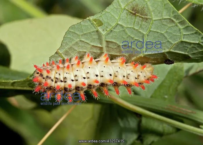 : 80179184 Southern Festoon - larva on Aristolochia : 80179184 Southern Festoon - larva on Aristolochia