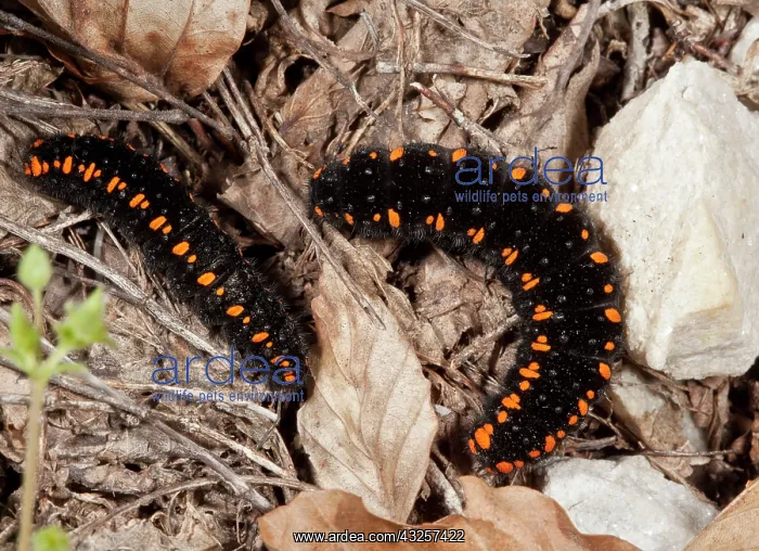 : 80179185 Apollo Butterfly - Caterpillars / larvae : 80179185 Apollo Butterfly - Caterpillars / larvae