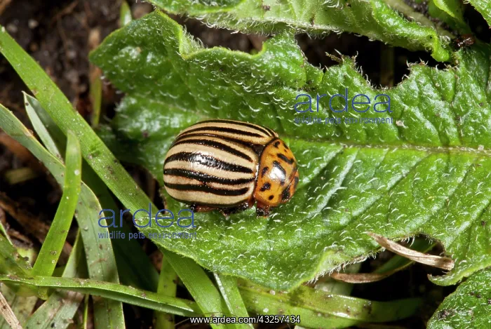 : 80179187 Colorado Beetle - notorious pest of potatoes : 80179187 Colorado Beetle - notorious pest of potatoes