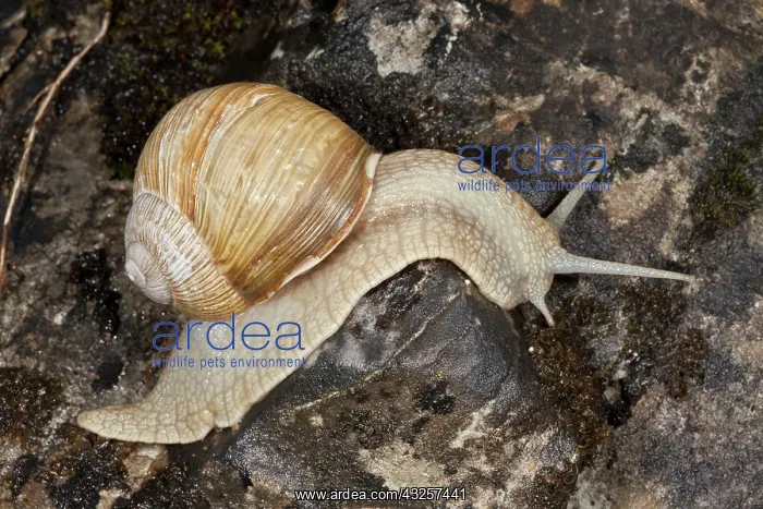 : 80179188 Roman Snail / Edible Snail Helix pomatia : 80179188 Roman Snail / Edible Snail Helix pomatia