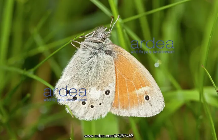 : 80179190 Eastern Large Heath Butterfly Rhodope Mountains : 80179190 Eastern Large Heath Butterfly Rhodope Mountains