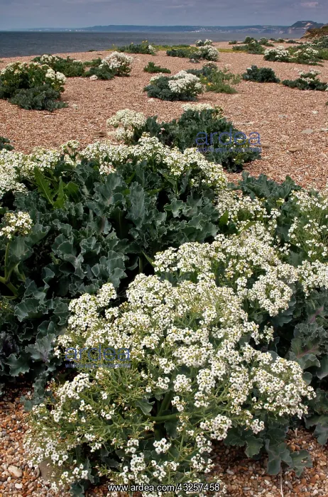  : 80179191 Sea Kale on Cogden Beach - part of Chesil