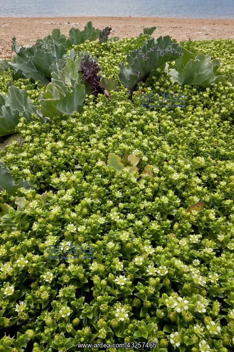 : 80179192 Sea Sandwort - in flower on Cogden Beach : 80179192 Sea Sandwort - in flower on Cogden Beach