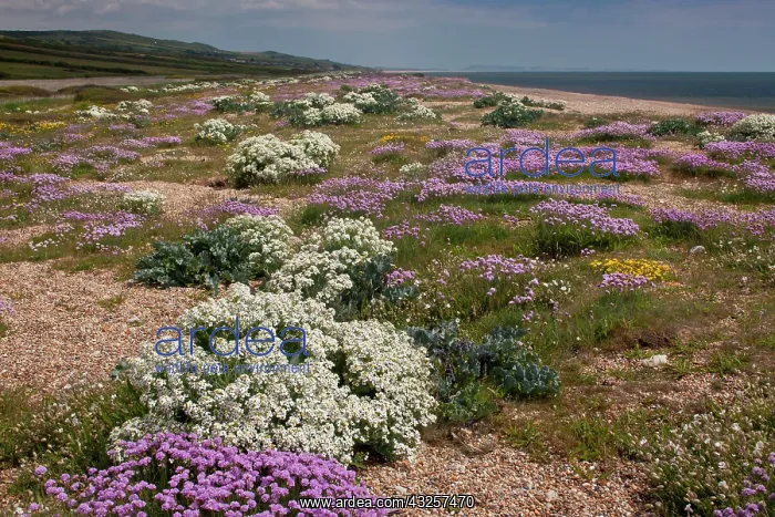 : 80179193 Sea Kale - with spectacular spring coastal : 80179193 Sea Kale - with spectacular spring coastal