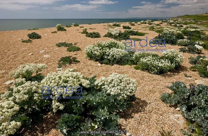 : 80179194 Sea Kale - with spectacular spring coastal : 80179194 Sea Kale - with spectacular spring coastal