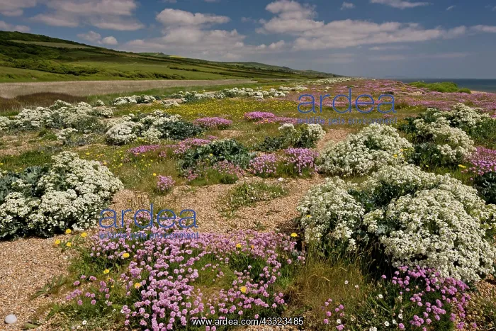  : 80179195 Cogden Beach - part of Chesil Beach shingle